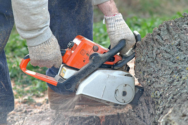 Reliable Waynesboro, GA Tree Care Solutions